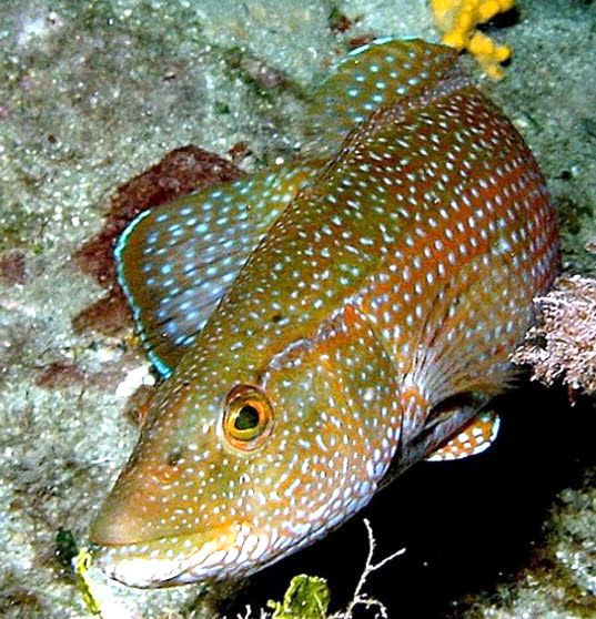 Labrus viridis_014